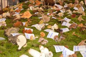 Jesenska razstava gob razkrila bogastvo gozdov 5